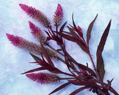 Tapeta Nature Flowers 537.jpg